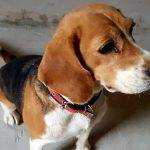 Cachorra desaparece e proprietária busca informações pelas redes sociais em Araras, SP