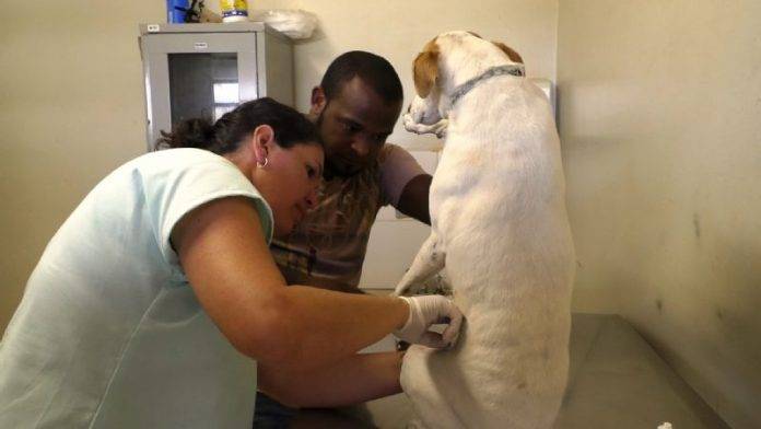 n_canil_-_nova_veterinaria