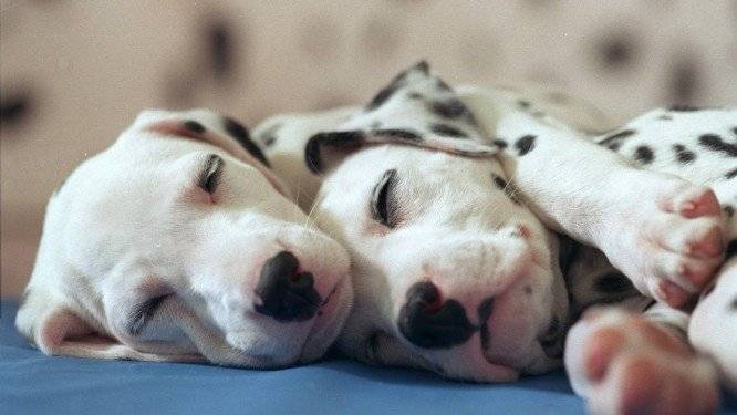 x40809993_12121996Gabriel-de-PaivaJornal-da-FamiliaAnimais-mamiferos-Filhote-de-Dalmata.-Neg.jpg.pagespeed.ic.D7tNOyz08J