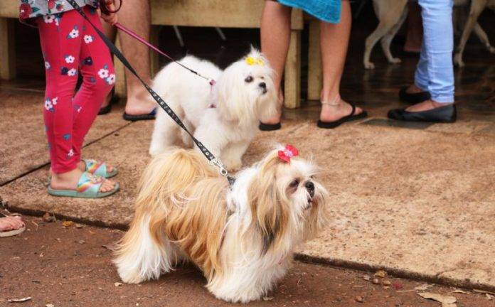 n_campanha_antirrabica