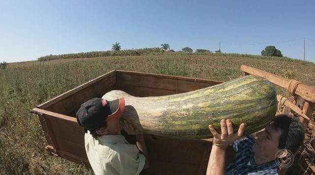 aboboras-gigantes-sao-produzidas-em-propriedade-de-itapetininga-sp-