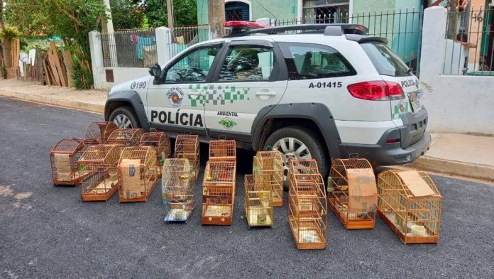 policia-ambiental-4-