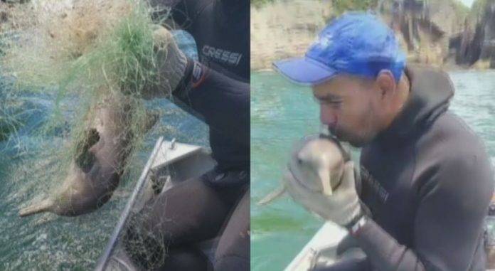 Pescador viraliza ao salvar e beijar golfinho preso
