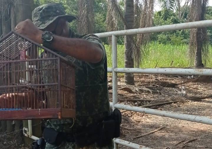 Polícia Militar Ambiental