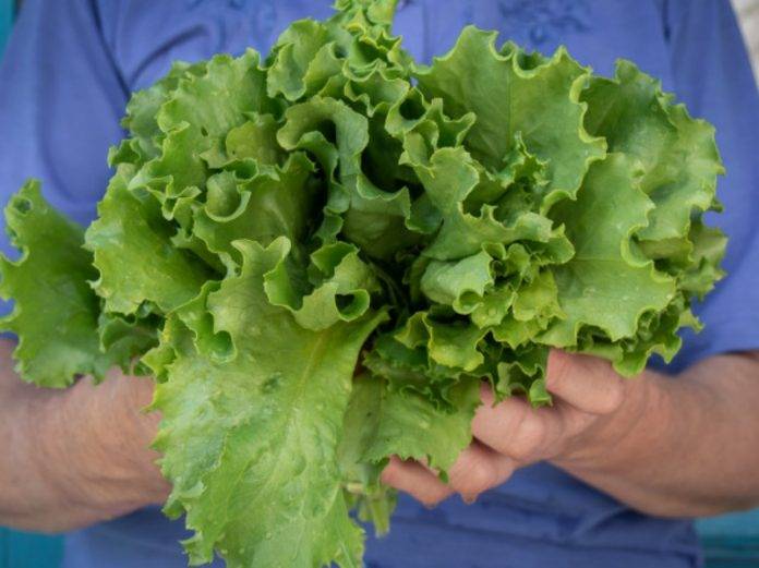 alface-verde-nas-maos-close-up_200040-658