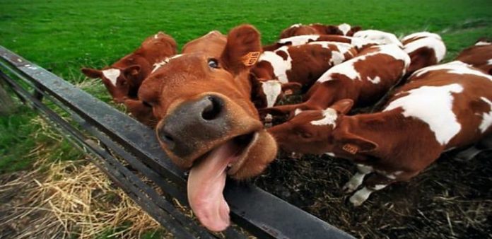 vaca-louca-1000x600-1