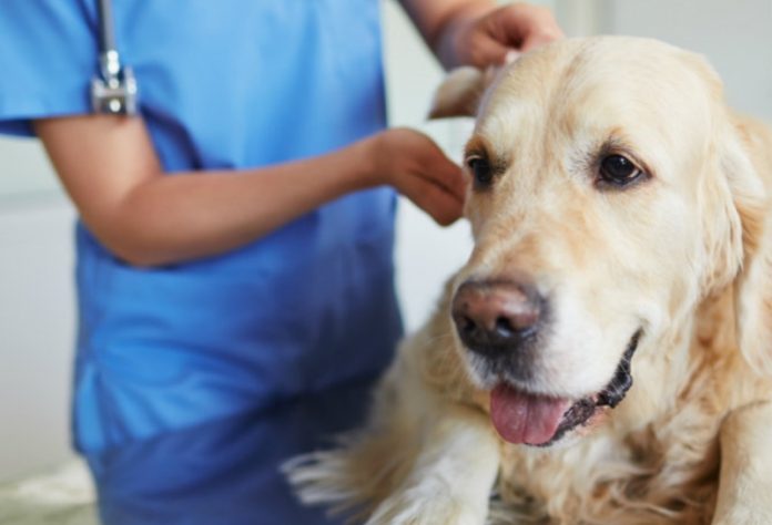 241352-endocrinologia-veterinaria-entenda-o-crescimento-da-area-no-brasil