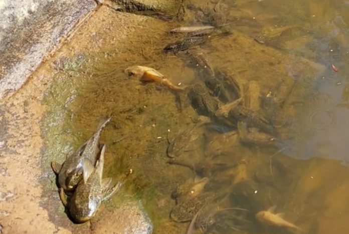 mortandade-peixes1