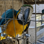 Projeto Asas Abertas: Cras Pró-Arara estará aberto para visitação neste sábado (8), em Araras, SP