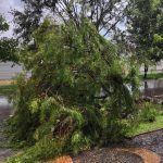 Chuva causa queda de árvore em avenida de Araras, SP