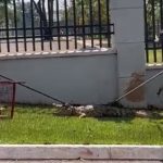 Corpo de Bombeiros captura jacaré nas proximidades do Condomínio Residencial Lagoa em Araras, SP